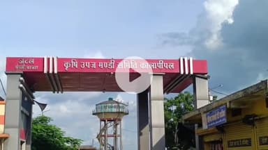 कालापीपल: गुरु नानक जयंती पर बुधवार को कालापीपल कृषि उपज मंडी की दोनों मंडियां रहेंगी बंद