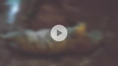 लालबर्रा: बाघिन का शव जलाने का मामला: सोनेवानी रिजर्व से फरार डिप्टी रेंजर टीकाराम जबलपुर से गिरफ्तार, वनरक्षक अभी भी फरार