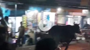 बेरमो: फुसरो बाजार में सांड के हमले से एक व्यक्ति घायल, बाजार में मची भगदड़