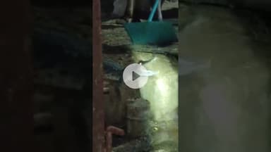 अवासीय इलाके मे भारी-भरकम मगरमच्छ आने से दहशत