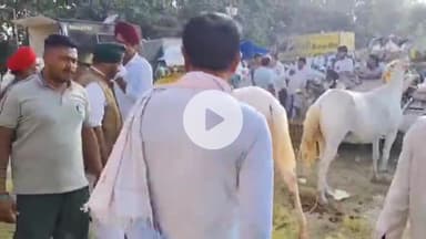 जगाधरी: कपाल मोचन खच्चर मंडी में लग्जरी गाड़ियों से भी महंगे घोड़े देखने के लिए उमड़ी भीड़