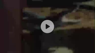 लाडपुरा: कोटा में शिकार के लिए पशुओं के बाड़े में पहुंचा मगरमच्छ, बछिया के पास हमला करने की मुद्रा में बैठा था, शोर मचाने पर भागा