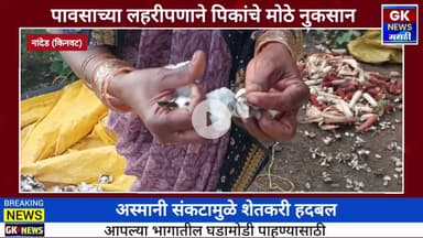 अस्मानी संकटामुळे शेतकरी हदबल पावसाच्या लहरीपणांने कापूस सोयाबीन मका  पिकांचे मोठे नुकसान