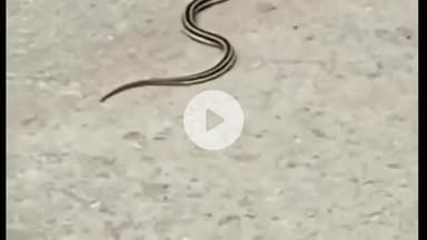 लोहरदगा: सलगी तालाब के पास सांप को बचाने गया युवक, सांप ने ही बनाया निशाना, बाल-बाल बची जान