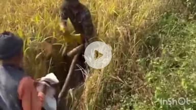 सिहावल: सीधी जिले के टिकरी में खेत से अजगर सांप बरामद, वन विभाग की टीम ने पकड़ा