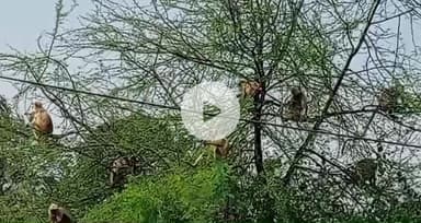 ढीमरखेड़ा: पिपरिया सहलावन में बंदरों का आतंक, घरों में घुसकर मचा रहे उत्पात, वन विभाग और पंचायत की अनदेखी