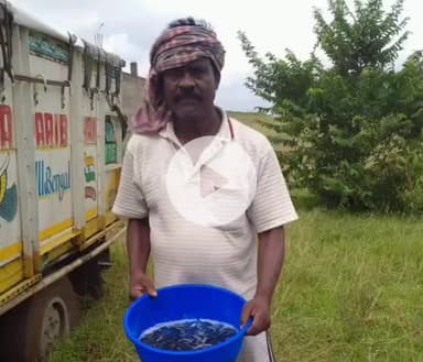 पाकुड़: पाकुड़ में केज कल्चर से मछली पालन, सैमुअल मुर्मू ने लिखी आत्मनिर्भरता की कहानी #pakur #goverment #scheme #fish