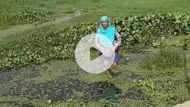 डुमरा: राजोपट्टी उर्दू मोहल्ला में घुटने भर पानी, शिकायतों के बाद भी समाधान नहीं, वोटिंग भी मुश्किल