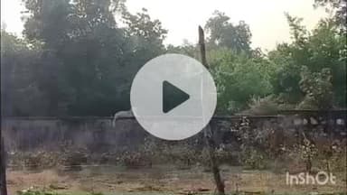 बारां: बाराँ: शाहबाद विद्यालय में पैंथर पहुंचा, विद्यालय में अवकाश घोषित