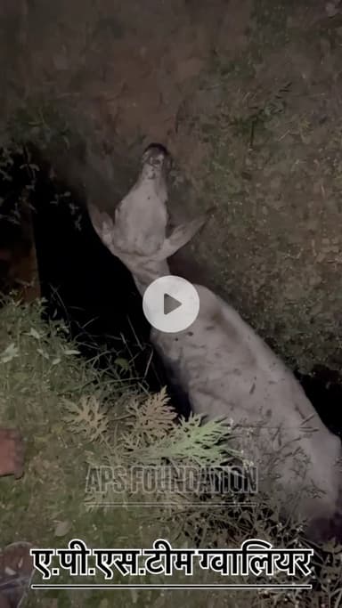 नाले में चले गये नंदी महाराज..! 

Respect Girls help poor help animals 

#apsgurjar #gwalior #viral