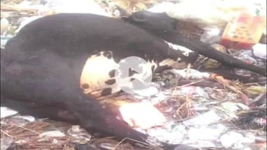 बेरमो: न्यू भागलपुर स्कूल के पास मृत मिला सांड, फुसरो बाजार में कई लोगों को किया था घायल