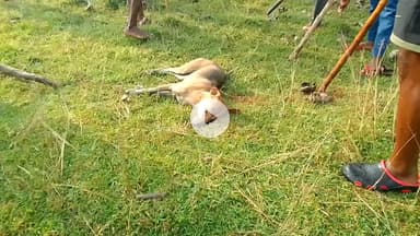 लगातार ग्राम बेलिया जोर से कुत्ता काटने का मामला सामने आ रहा था
