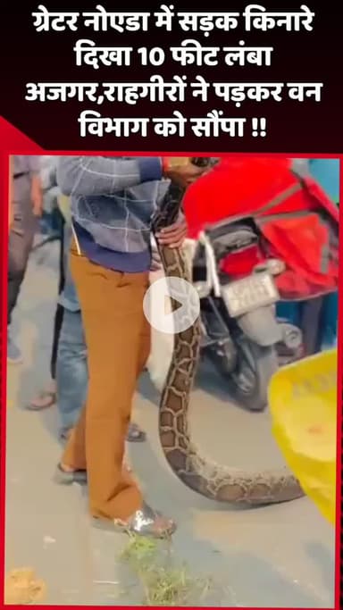 दादरी: ग्रेटर नोएडा में सड़क किनारे 10 फीट लंबा अजगर दिखा, राहगीरों ने पकड़कर वन विभाग को सौंपा