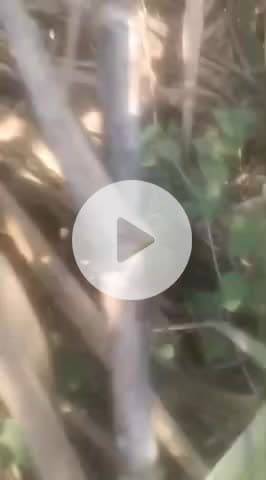 बदायूं: #बदायूं में फिर हुई गोकशी की घटना, पुलिस महकमे में हड़कंप सूचना मिलते ही पुलिस और फोरेंसिक टीम घटनास्थल पर #up360 #up24