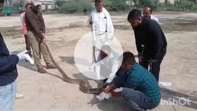 बिधूना: अछल्दा क्षेत्र के वंशी गांव के पास अजगर निकलने से मचा हड़कंप, मौके पर पहुंची वन विभाग की टीम