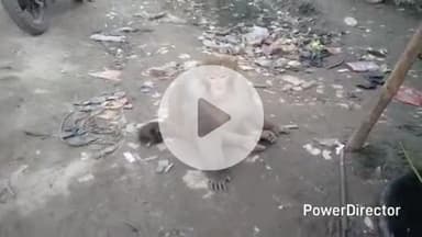 कटिहार: सौरिया में जंगल से भटका बंदर, देखने उमड़ी भीड़, लोग खिला रहे फल और चना