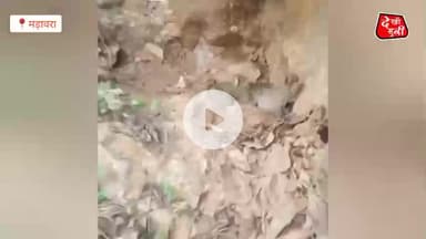 मड़ावरा वन क्षेत्र में तेंदुएं ने तीन दिया बच्चों को जन्म वीडियो वायरल #madawra #Lalitpur