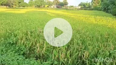 जगदलपुर: बस्तर जिले में कृषि क्रांति के तहत 25 वर्षों में फसल क्षेत्र हुआ दूगना, बीज वितरण में 10 गुना वृद्धि