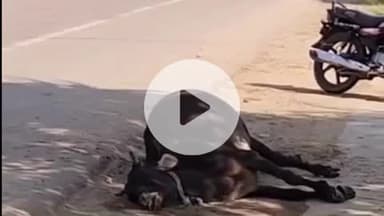 छतरपुर: सड़क किनारे आए दिन मर रही गायें, प्रशासन मौन, आखिर कब मिलेगा इंसाफ?