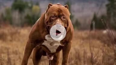 देहरादून: देहरादून में पल रहे खूंखार कुत्ते जान के दुश्मन बन रहे, संख्या हजारों में