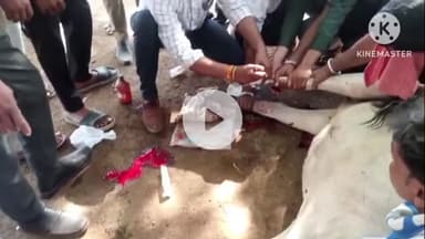 आगर: आगर में सड़क हादसे में घायल गाय को डायल 112 टीम ने पहुंचाया गोशाला