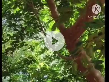 आगर: आगर में दिखा दुर्लभ सफेद कौआ, लोगों के आकर्षण का केंद्र बना