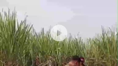 खड्डा: नेबुआ रायगंज में पराली की चिंगारी से तीन एकड़ गन्ना फसल जलकर राख, पुलिसकर्मियों ने ग्रामीणों संग मिलकर बुझाई आग