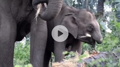 வால்பாறை: அதிரப்பள்ளி கேரளா எல்லையில் துதிக்கை இல்லாத குட்டி யானையை தாய் பராமரிக்கும் வீடியோ வைரல்