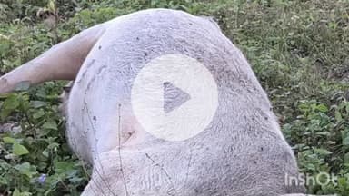 पुष्पराजगढ़: अमरकंटक में गाय का शव मिलने पर विश्व हिंदू परिषद के कार्यकर्ताओं ने जताया आक्रोश