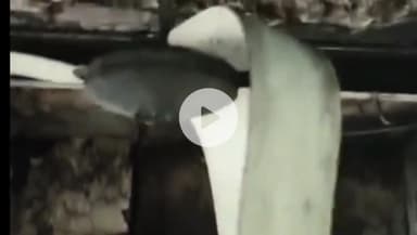 नीम का थाना: नीमकाथाना के पाटन क्षेत्र के काचरेड़ा गांव में एक घर में शॉर्ट सर्किट के कारण आग लग गई। 



#Neemkathana #Breakingnews