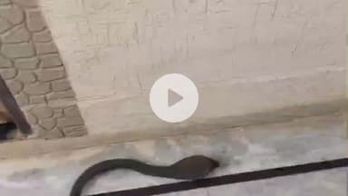 लाडपुरा: रेलवे कॉलोनी क्षेत्र की गिर्राज धाम कॉलोनी के एक घर में घुसा 5 फीट लंबा कोबरा, परिवार में दहशत, किया गया रेस्क्यू