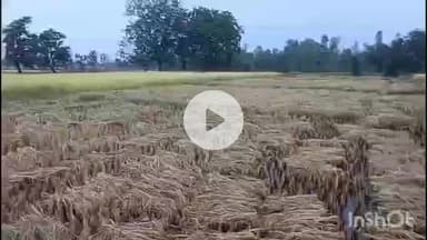 मेदिनीनगर (डालटनगंज): मोंथा तूफान और बारिश से पलामू में धान की फसल को भारी नुकसान, किसानों को 30% तक हानि की आशंका