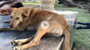 राऊ: स्ट्रीट डॉग की बढ़ती संख्या और काटने के मामलों पर सरकार व एनजीओ मिलकर बैठक में करेंगी चर्चा