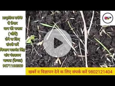 बिना DAP और यूरिया के प्राकृतिक खेती करता है कैथल का किसान बलवंत सिंह... #kaithal #kaithalpublictv