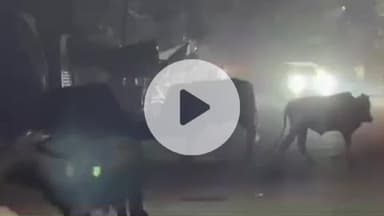 बीसलपुर: नगर पालिका के बाहर दो सांडों की भिड़ंत, घंटे भर तक चली फाइट, यातायात हुआ प्रभावित