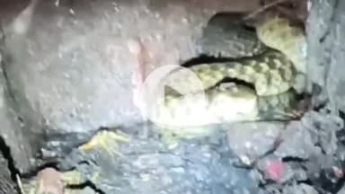 ललितपुर: नगर के बस स्टैंड के पास विशाल सर्प के देखे जाने से मोहल्ले वालों में दहशत, वन विभाग की टीम खाली हाथ लौटी, नहीं मिला सर्प