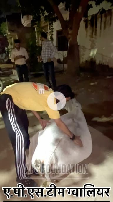 गाये के पेट मे बच्चा है ऊपर दे बुखार है बहुत ज्यादा..! Reap girls help poor help animals #apsgurjar