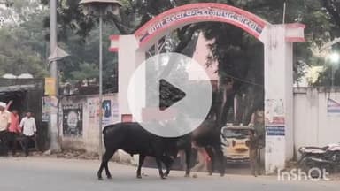 बिधूना: ऐरवाकटरा थाना गेट पर लड़ते सांडों का वीडियो सोशल मीडिया पर वायरल हुआ