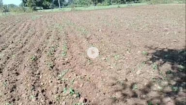 शिवपुरी: अमोल क्रेशर गांव: नकली खाद से 25 बीघा सरसों की फसल बर्बाद, किसान परेशान