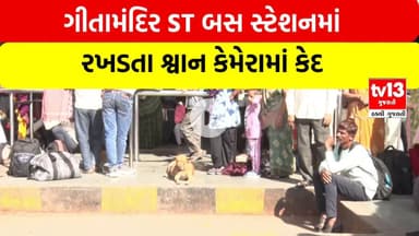 Ahmedabad | ગીતામંદિર ST બસ સ્ટેશનમાં રખડતા શ્વાન કેમેરામાં કેદ