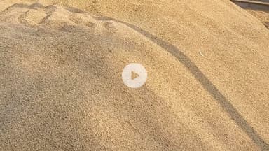 पूरनपुर: मंडी समिति में लगे धान खरीद क्रय केन्द्रों पर धीमी खरीद से किसान परेशान