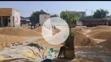 कैथल: कैथल अनाज मंडी में बिहार और उत्तर प्रदेश का धान बिक रहा, सरकार को लग रहा करोड़ों का चूना