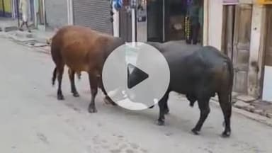 सिराथू: भरवारी में सड़क पर दो सांडों की लड़ाई से सड़क 40 मिनट तक बाधित, लोग हुए परेशान