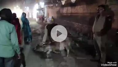 मिर्ज़ापुर: फतहा चौकी के पास सड़क किनारे घायल अवस्था में पड़ी गाय का पुलिस कर्मियों ने कराया इलाज, वीडियो आया सामने