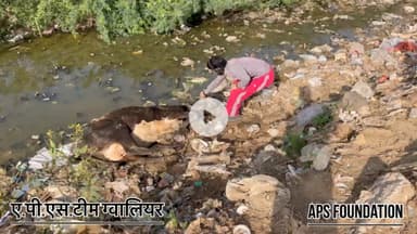 2 दिन से वार वार गिर रही है गो माता हालात ज्यादा खराब..! 

Respect Girls help poor help animals 

#apsgurjar #help #viral #gwalior