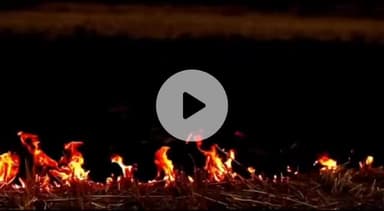 सिवनी: नरवाई जलाने पर प्रतिबंध, उल्लंघन करने वाले किसानों पर हो रही है कार्रवाई