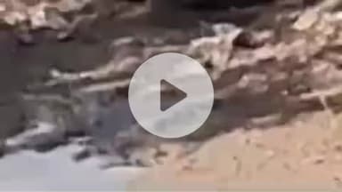 पीपलदा: खातोली क्षेत्र के भवानीपुरा माइनर में आया मगरमच्छ, किसान दहशत में वन विभाग को दी सूचना