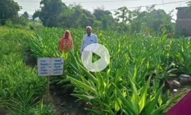 ढीमरखेड़ा: सफलता की कहानी: नानबाड़ी परियोजना बनी वरदान, देवी सिंह ने खेती और मुर्गीपालन से बढ़ाई आय