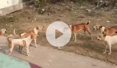 बिलहरी और आसपास के गांवों में आवारा कुत्तों का आतंक, ग्रामीण भयभीत, प्रशासन मौन