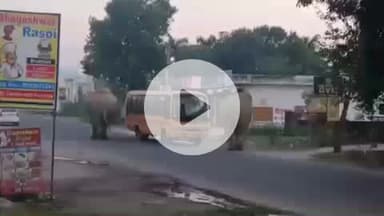 हरिद्वार: हरिद्वार लक्सर हाइवे पर जंगली हाथियों ने मचाया उत्पात, झोपड़ी में की तोड़फोड़, स्कूल बस से हुआ हाथियों का सामना
